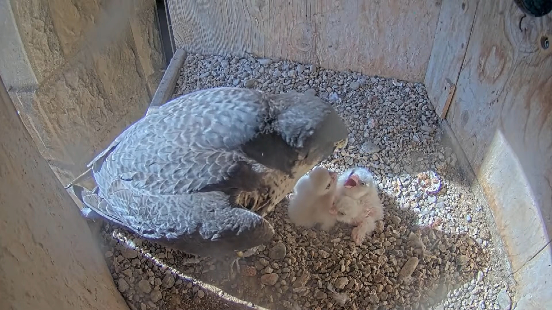 Barselona'da Gökdoğan Patlaması: Sagrada Familia'da Yeni Yavrular ve Türün Kurtuluşu