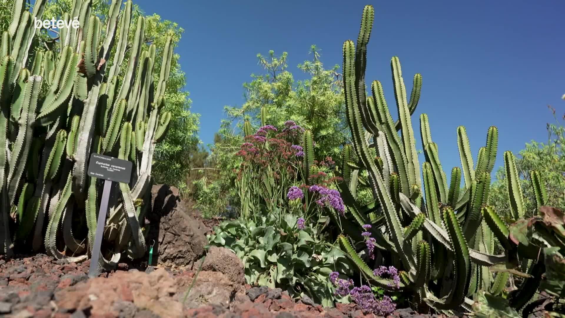 Barselona Botanik Bahçesi: Montjuïc'te Akdeniz Flora Mirası ve Koruma Misyonu