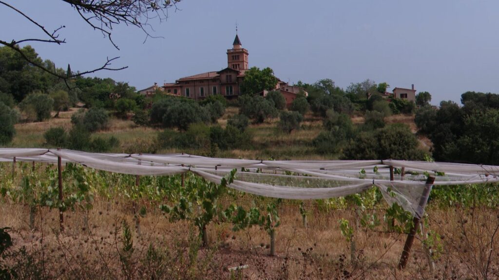 Barselona'da Yangınla Mücadelede Yeni Dönem: Eşekler Collserola'yı Kurtarıyor!
