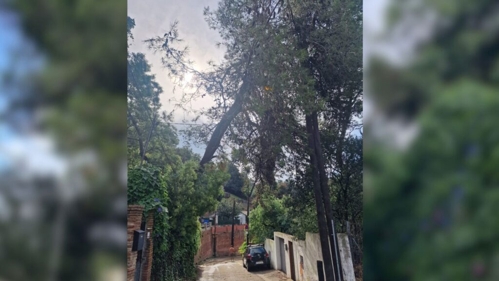Barselona'da Yarı Yıkılmış Ağaç Tehlikesi: Mahalle Sakinleri Endişeli, Yetkililer