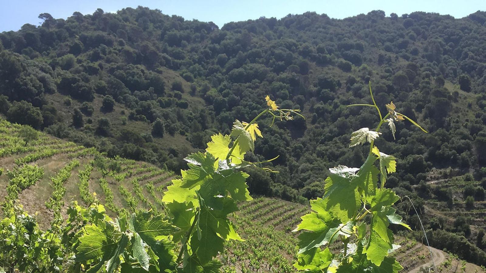 Priorat'ın Kalbinde 22 Yıllık Bir Miras: Bağların Ruhunu Keşfetmek
