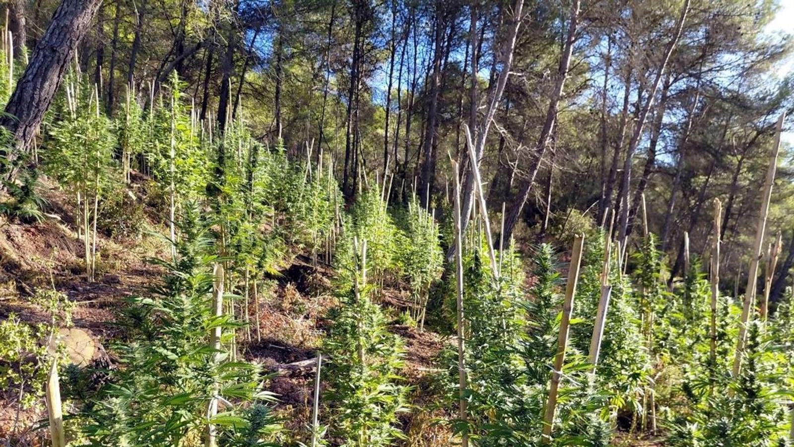 Bellprat'ta 400'den Fazla Kenevir Ele Geçirildi: Katalonya'da Narkotikle Mücadele