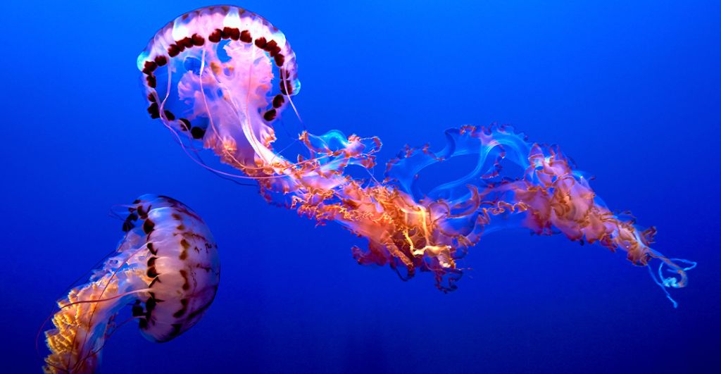 Denizanası Kabusuna Son Mu? Alicante'den Elektromanyetik Kalkanlı Şamandıra Çözümü