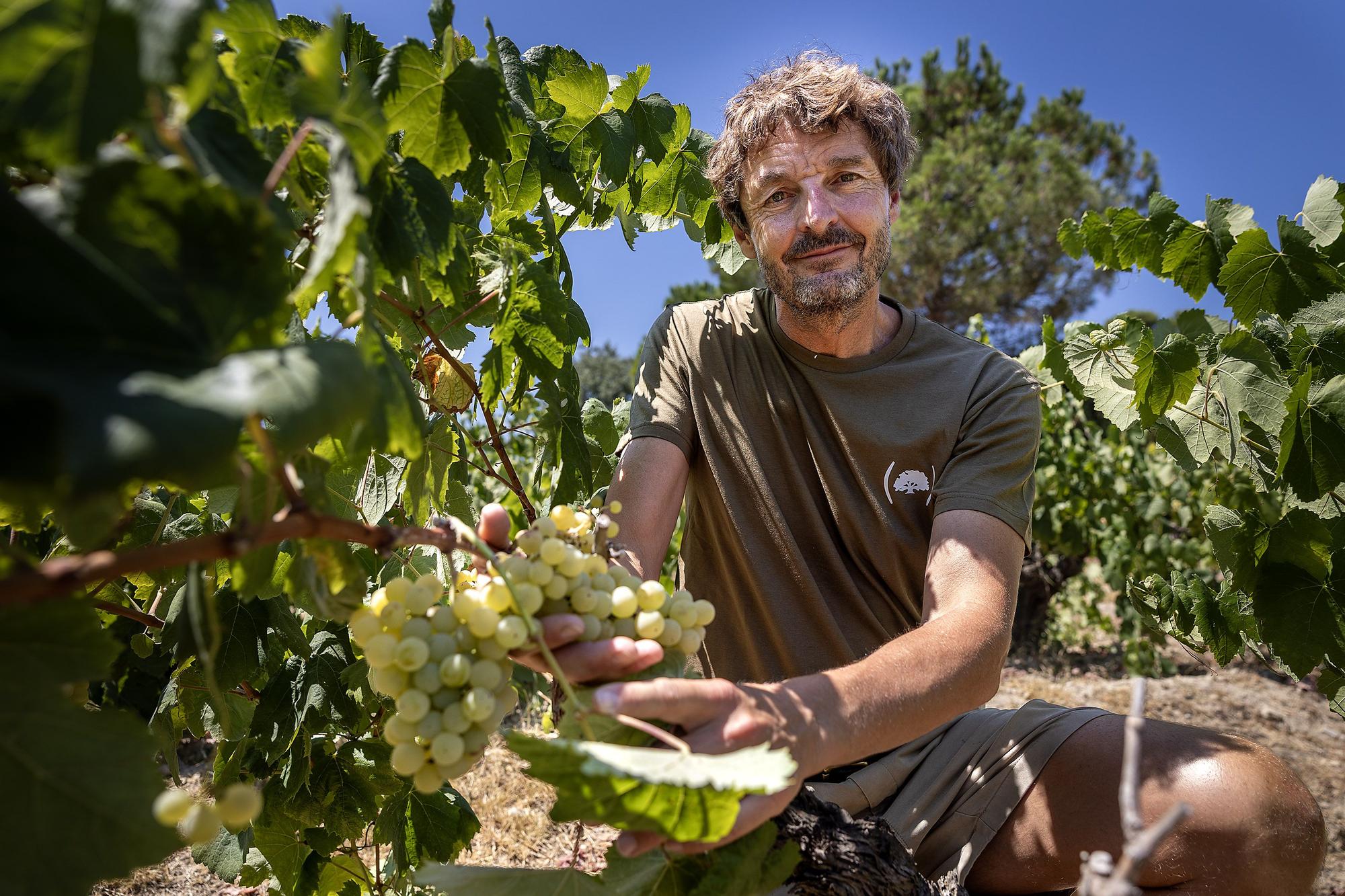 Penedès'e Köpüklü Şarapta Yeni Bir Çağ: Tarihi Fırsat Kapıda