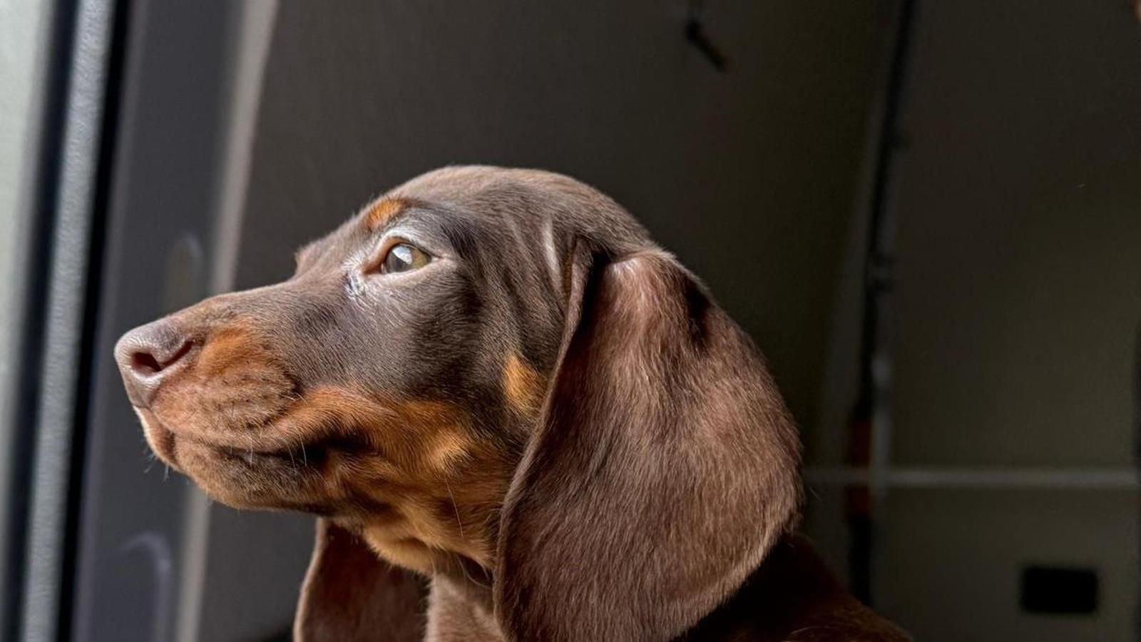 AP-7 Otoyolu'nda Yasa Dışı Yavru Köpek Ticaretine Büyük Darbe!