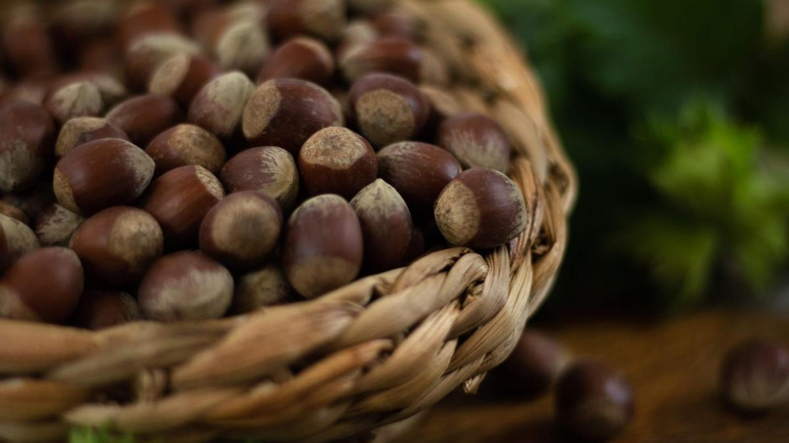 Katalan Fındığı Yok Olma Tehlikesiyle Karşı Karşıya: Kuraklık ve Nesil Farkı Sektörü