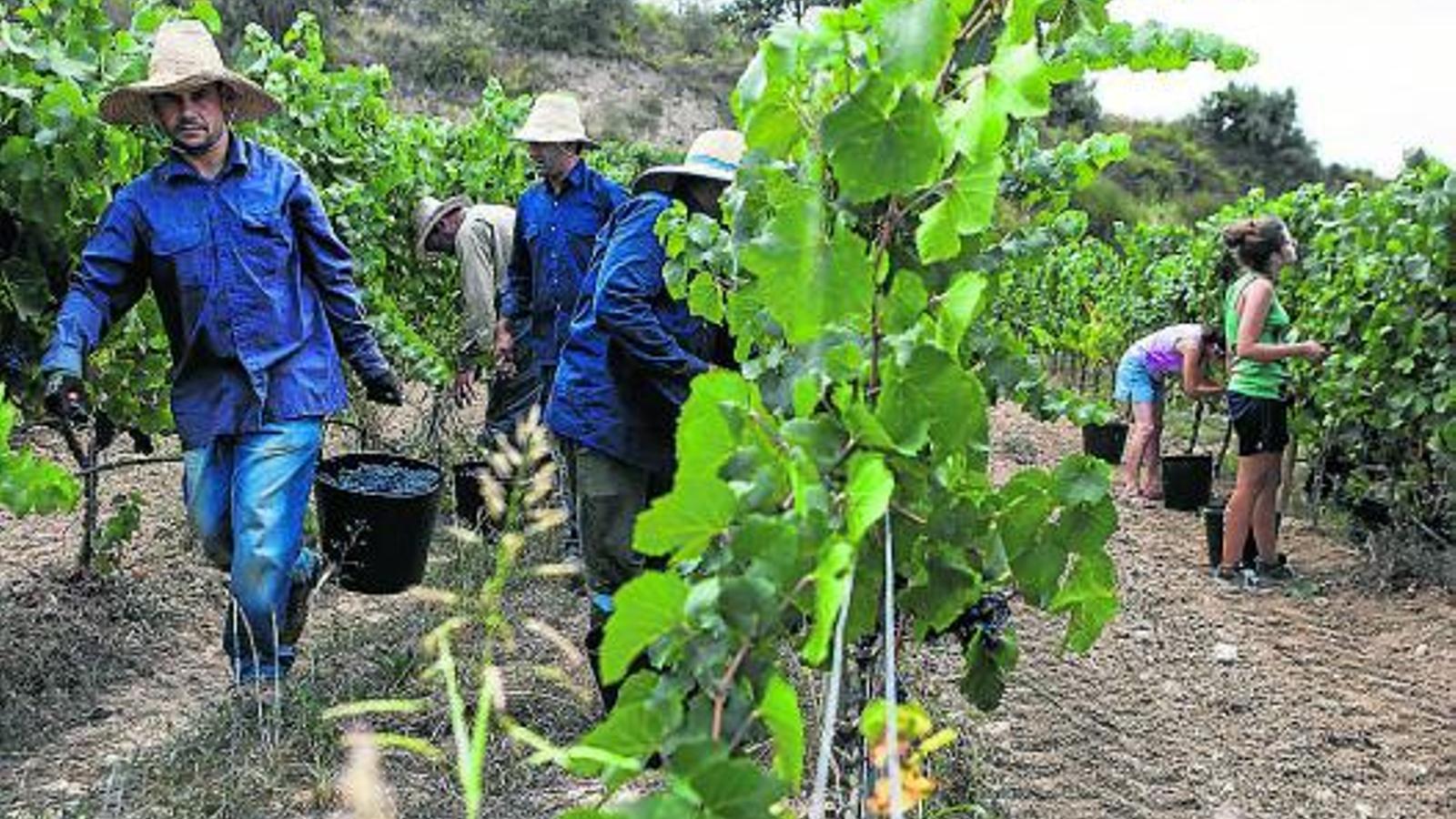 Pinot Noir Üzümü 600 Yıldır Değişmedi: Bilimsel Araştırma Şarap Tarihini Aydınlatıyor