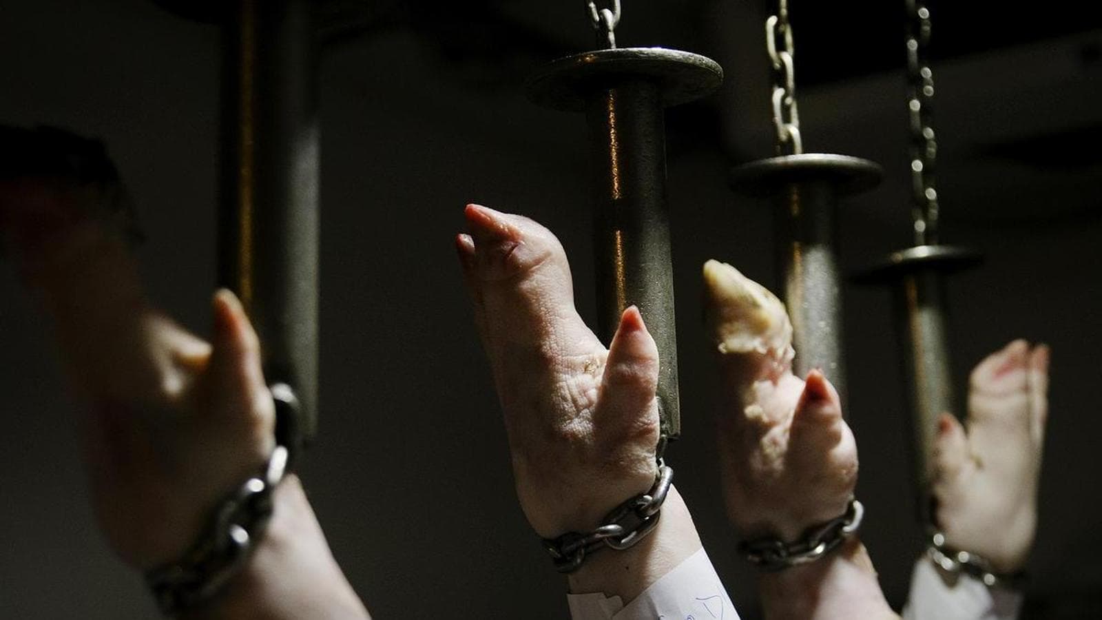 Osona'da Et Endüstrisi: Göçmen İşçiler ve Toplumsal Gerilim