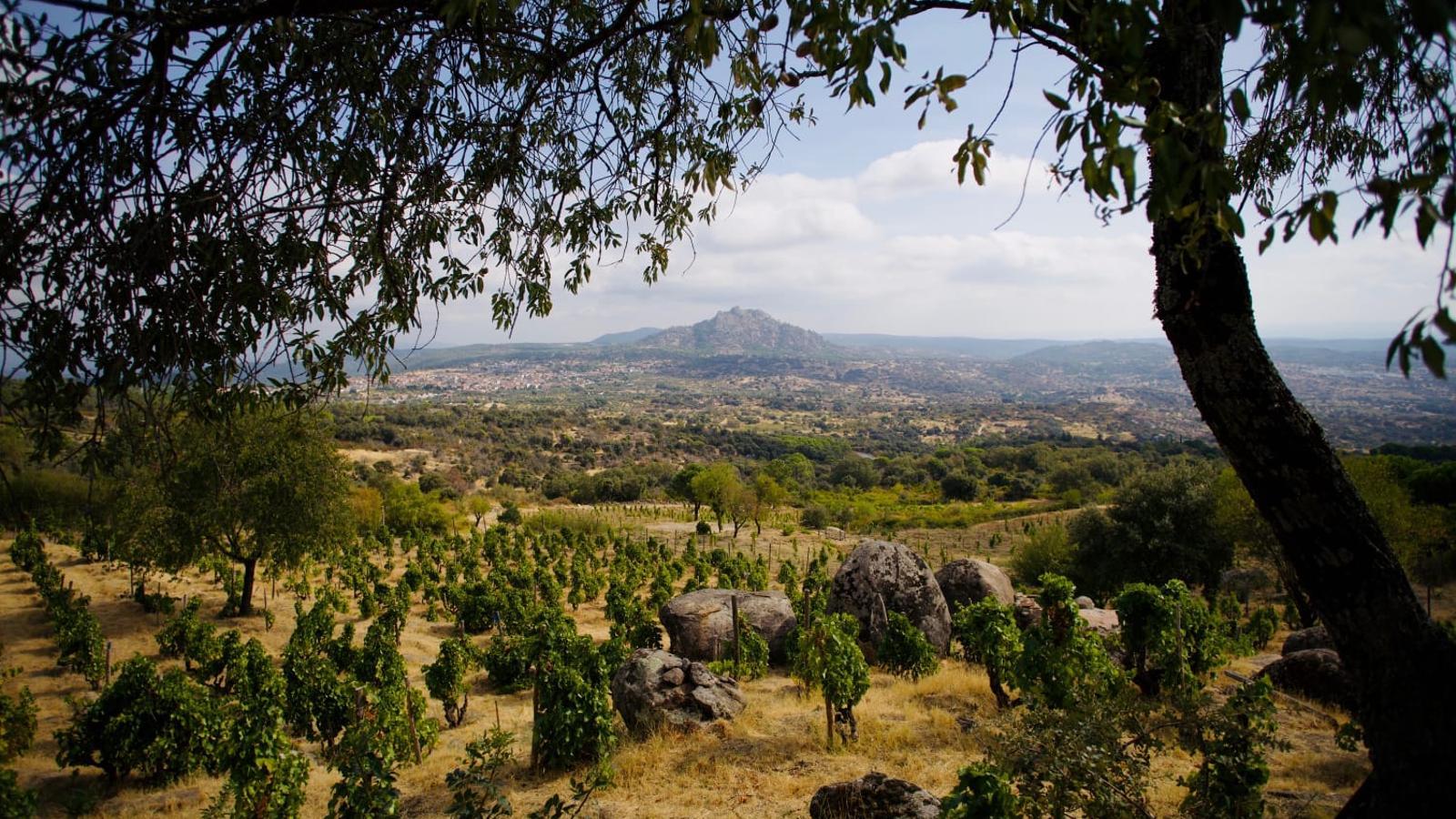 Sierra de Gredos'un Küllerinden Doğan Umut: Yangınların Gölgesinde 50.000 Euro'luk