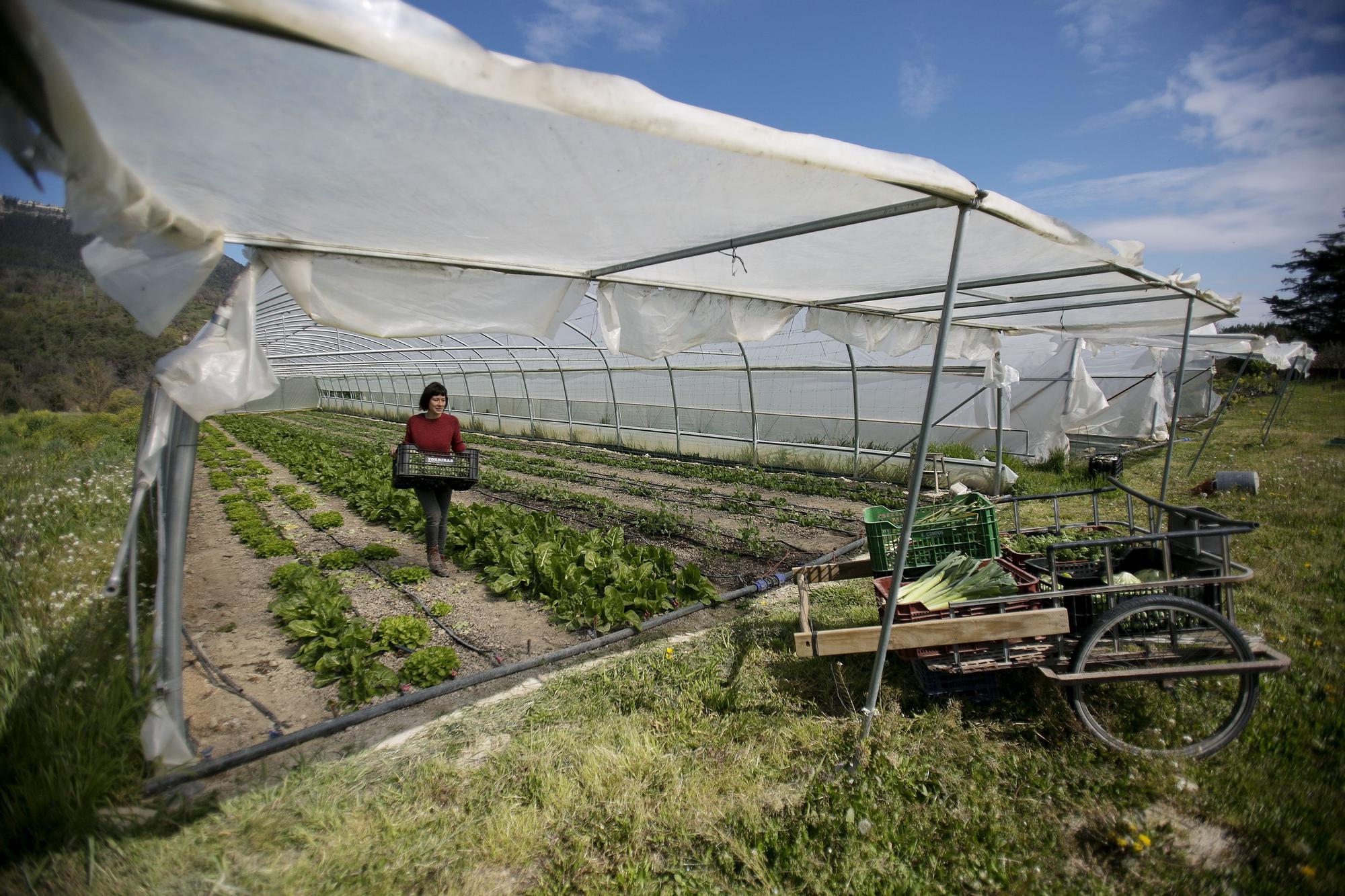Katalonya'da Tarım Geliri Son Yirmi Yılın Zirvesinde: Kuraklık Sonrası Diriliş