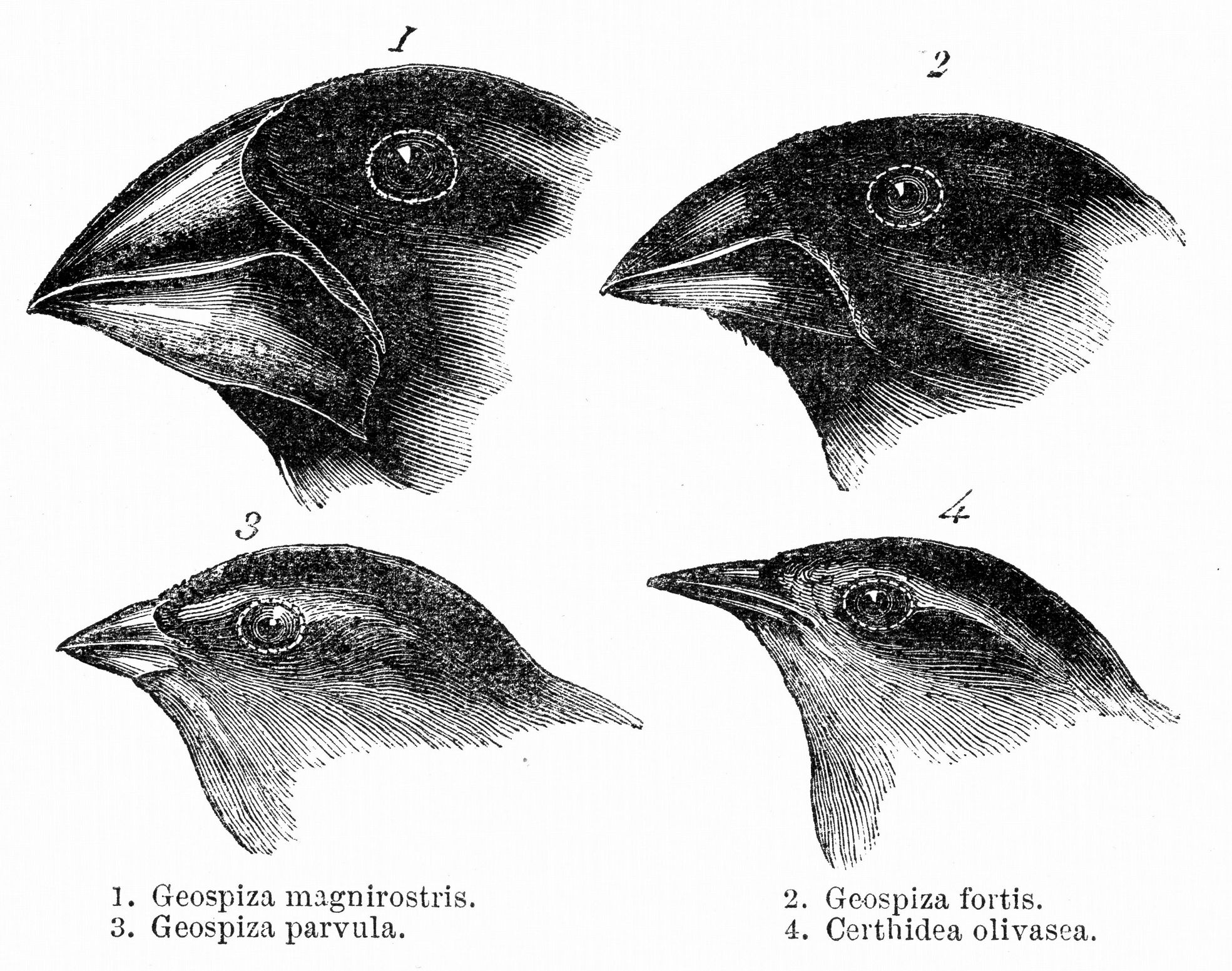 Katalonya'da Evrim Eğitimi Krizi: Bilimsel Temeller Nasıl Göz Ardı Ediliyor?